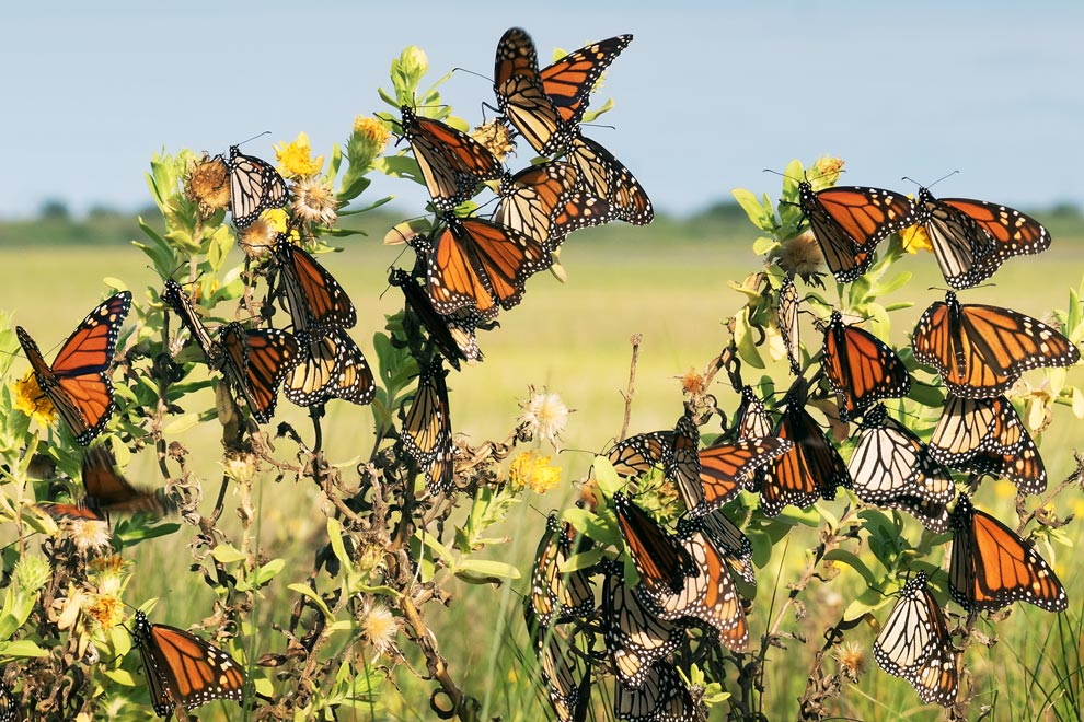 Dif Cil La Extinci N De La Mariposa Monarca Gaceta Unam