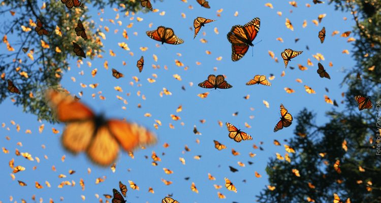 Mariposa Gaceta Unam