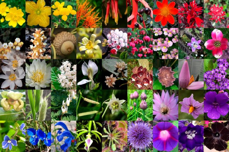 Las Plantas Con Flor Base De Los Ecosistemas Terrestres Gaceta Unam