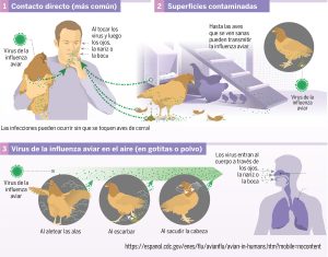 Cómo las aves de corral infectadas podrían transmitir la influenza