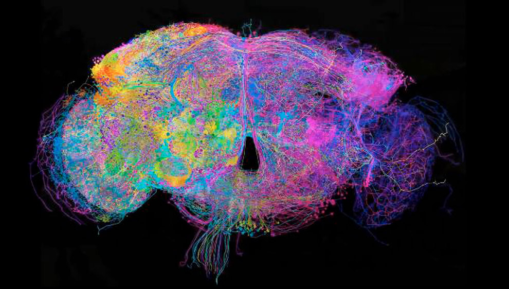 Cartograf An El Cerebro Completo De La Mosca De La Fruta Gaceta Unam