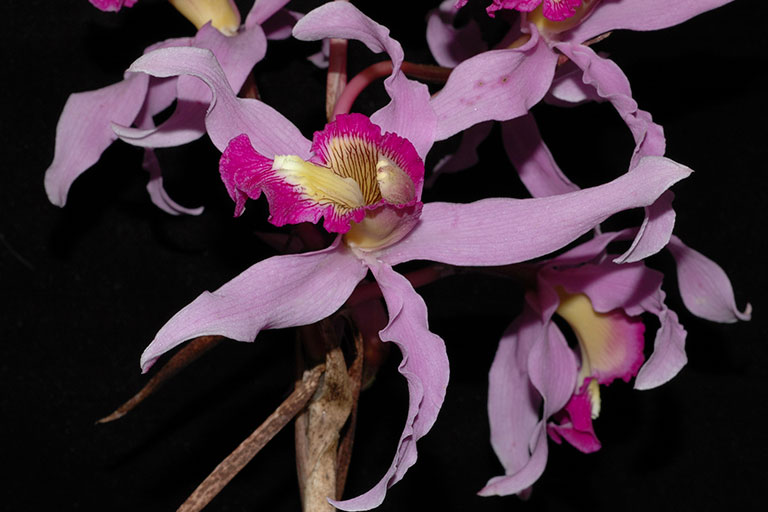 Descritas, 78 nuevas especies de orquídeas mexicanas - Gaceta UNAM