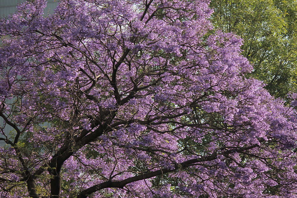 Jacarandas: El toque morado de la primavera - Gaceta UNAM