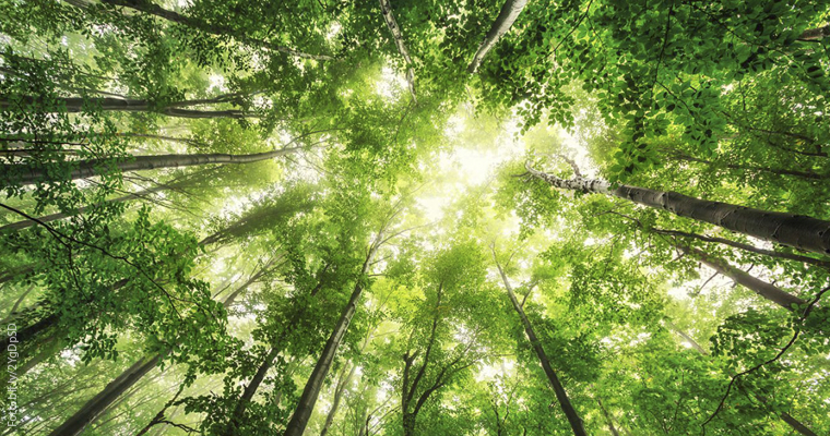 Los árboles, fundamentales para la vida en el planeta - Gaceta UNAM