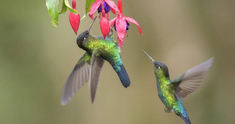 Instala la UNAM jardines de colibríes en la Ciudad de México - Gaceta UNAM