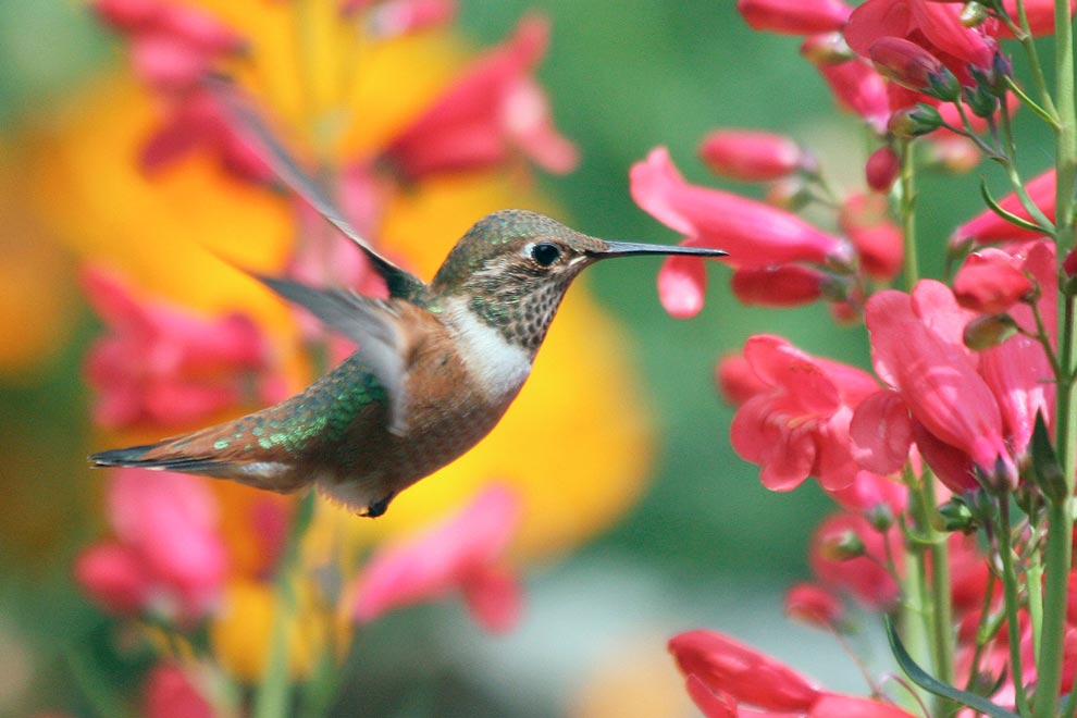 La Universidad, al rescate del hábitat de colibríes - Gaceta UNAM