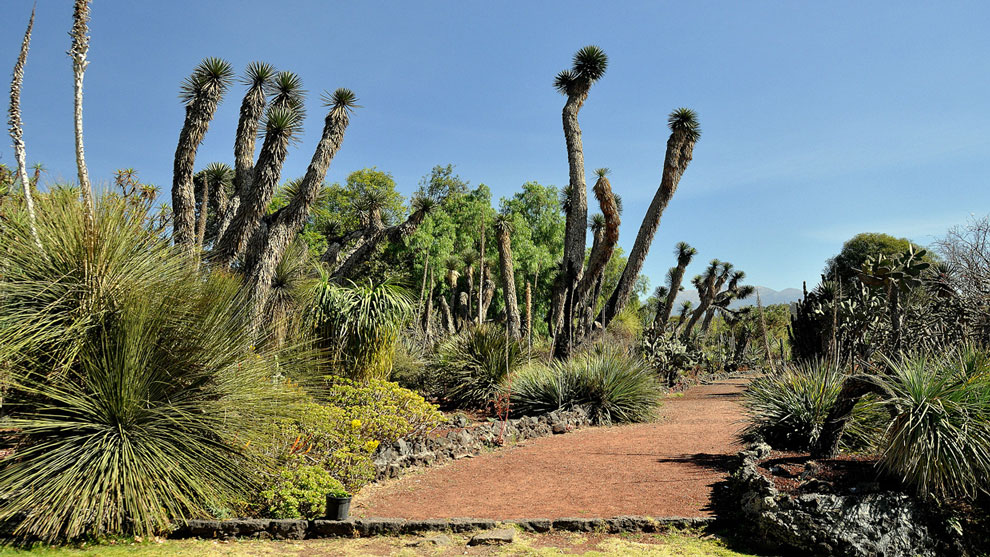 El Jardín Botánico, bello espacio de riqueza natural - Gaceta UNAM