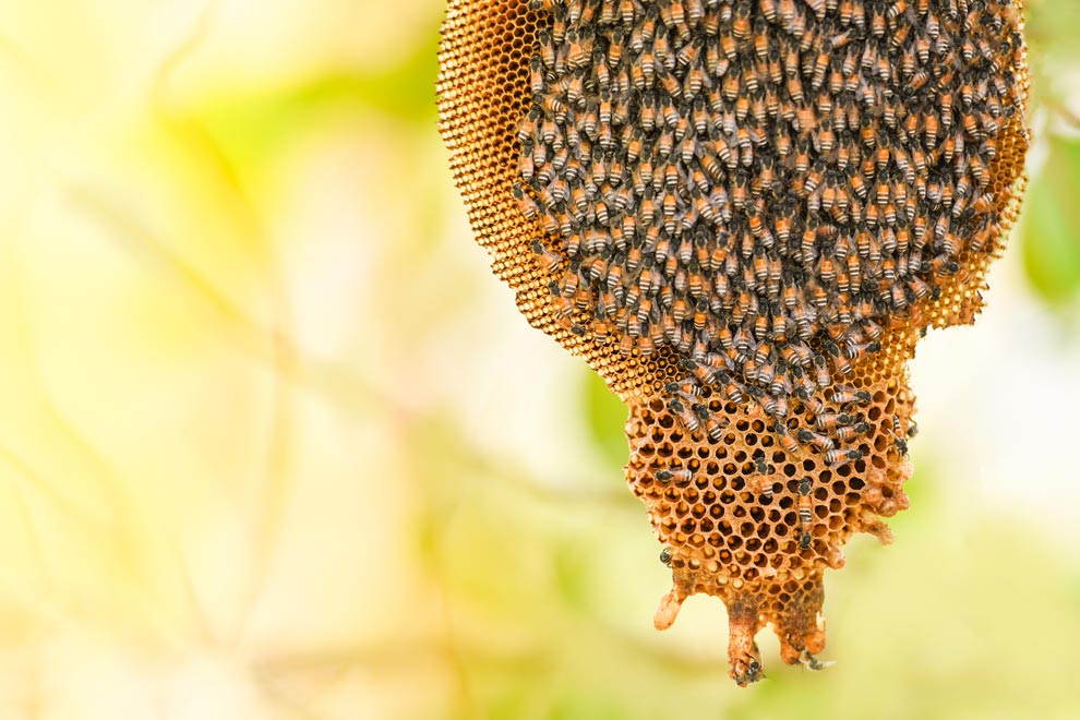 CERAS: Calidad y efecto sobre la salud de las abejas.
