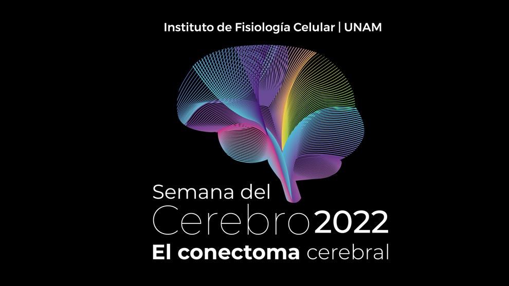 etiquetado dentro del modelo de cerebro