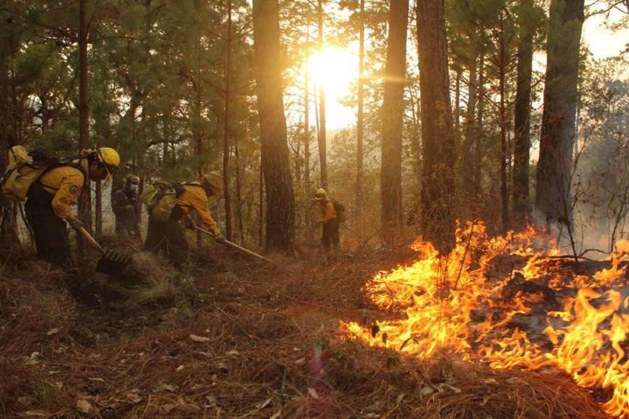 En Lo Que Va Del Año Más De Mil Incendios Forestales En El País