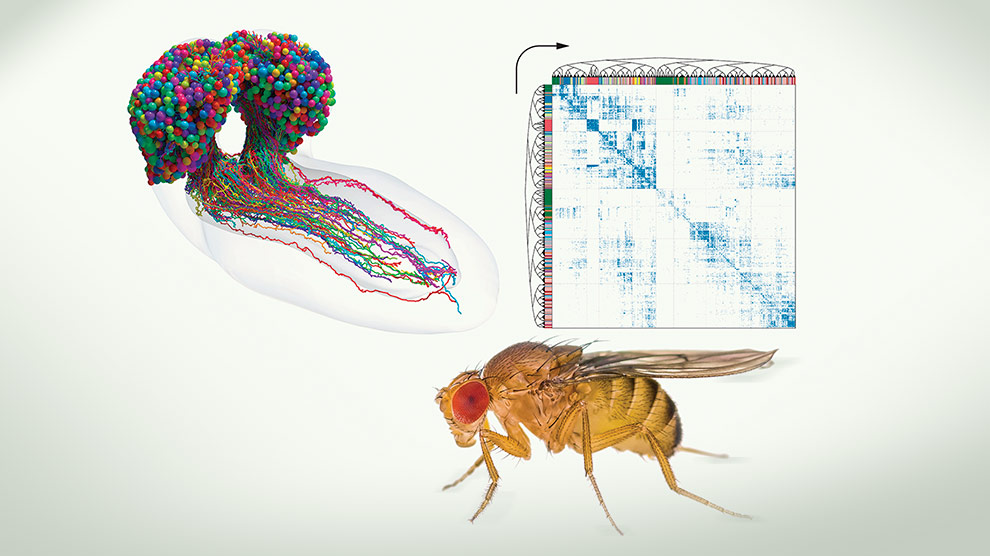 El Primer Mapa De Un Cerebro Es El Inicio De Una Revoluci N Gaceta Unam